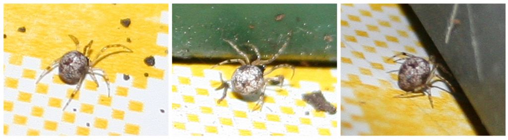 Parasteatoda sp. - Basso Piave (VE)